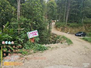 高州马贵大西坳映花谷-映红满山的杜鹃花错过版-高凉南北