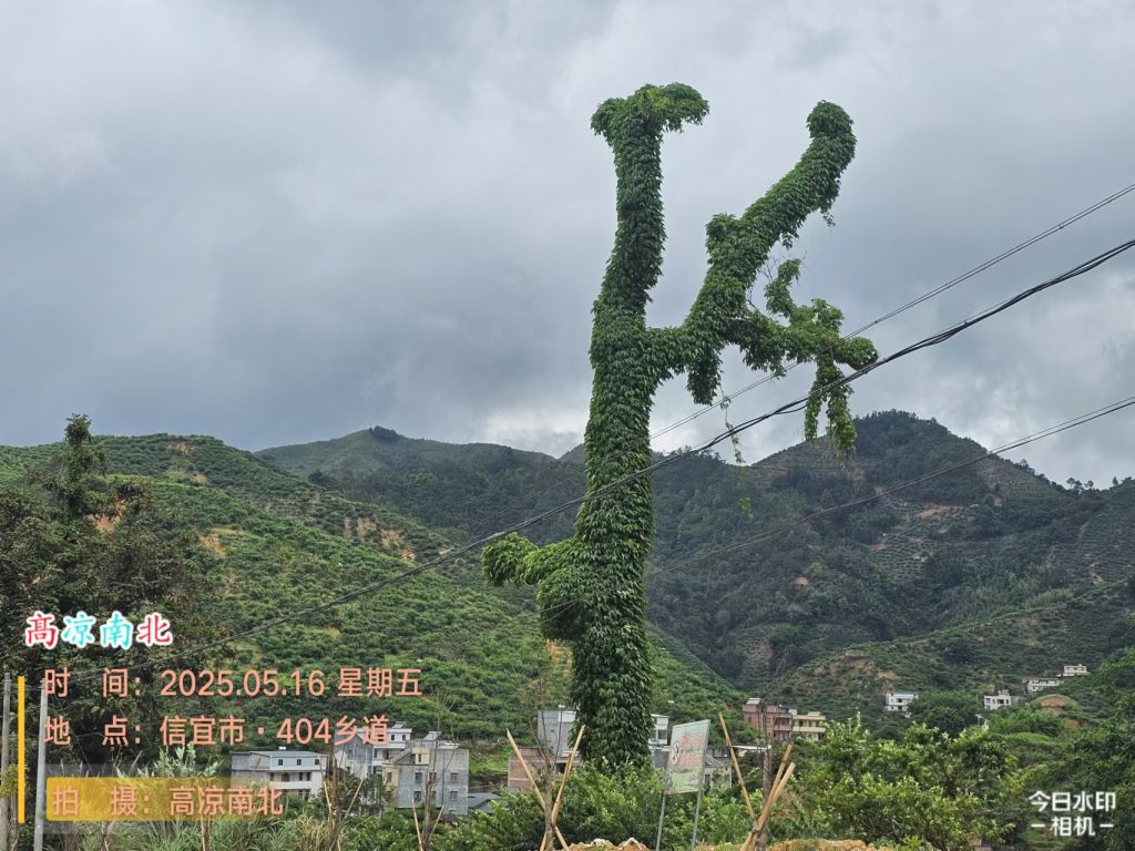 图片[8]-信宜中轴广场-高凉南北