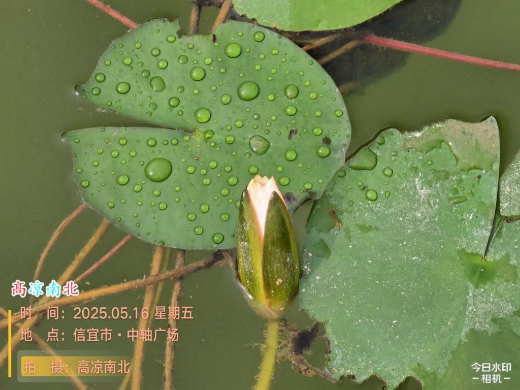 图片[2]-信宜中轴广场-高凉南北