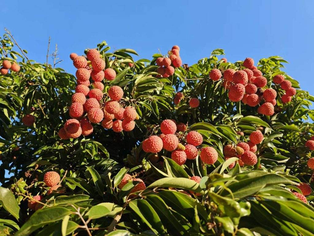 图片[4]-高州桂味荔枝：一颗荔枝的香甜传奇-高凉南北