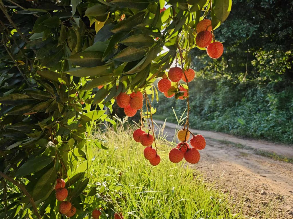 图片[3]-高州桂味荔枝：一颗荔枝的香甜传奇-高凉南北
