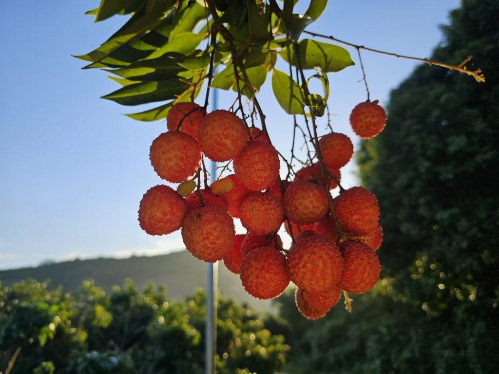图片[2]-高州桂味荔枝：一颗荔枝的香甜传奇-高凉南北