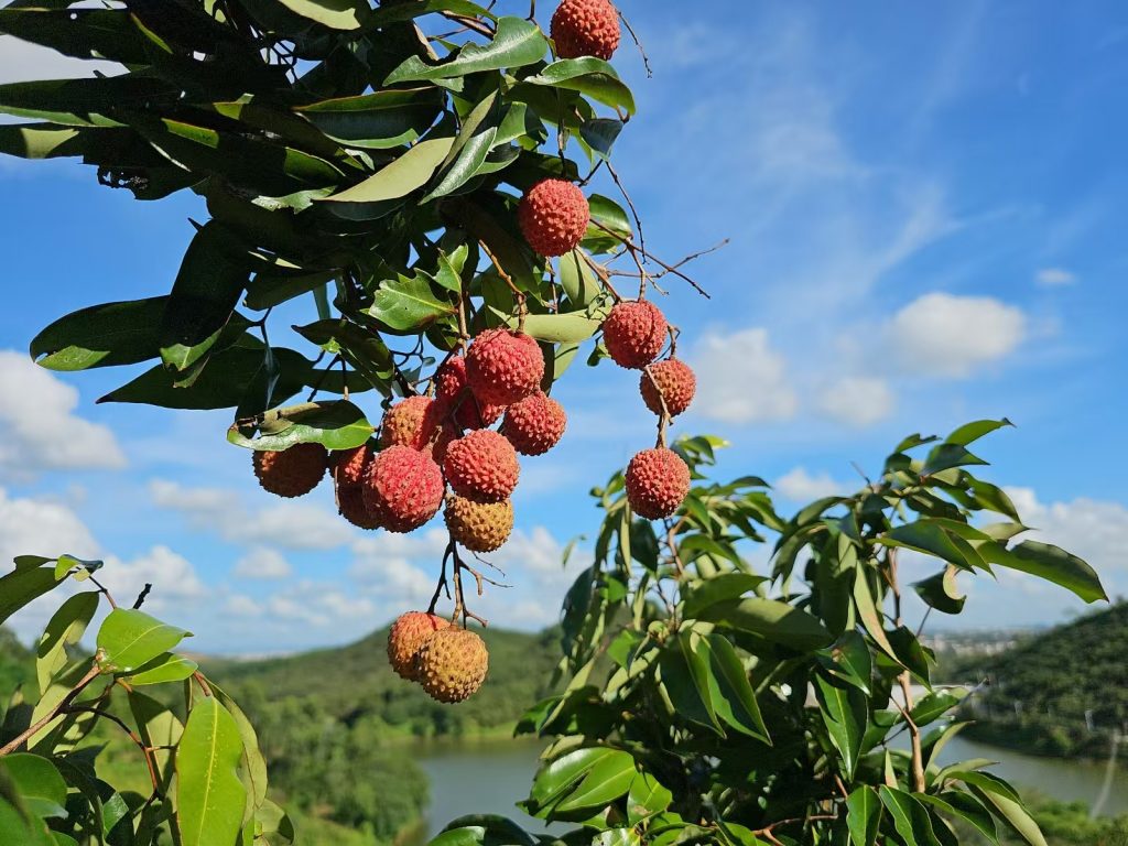 图片[5]-高州桂味荔枝：一颗荔枝的香甜传奇-高凉南北